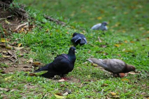 Pigeons on the grass in the park. Selective focus. Stock Photos