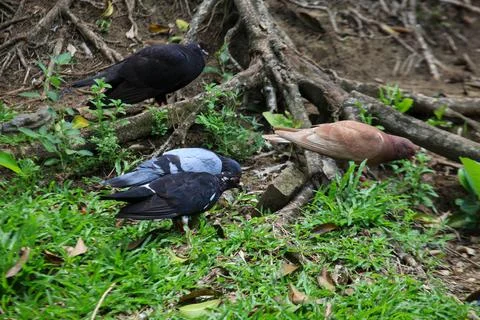 Pigeons on the grass in the park. Selective focus. Stock Photos