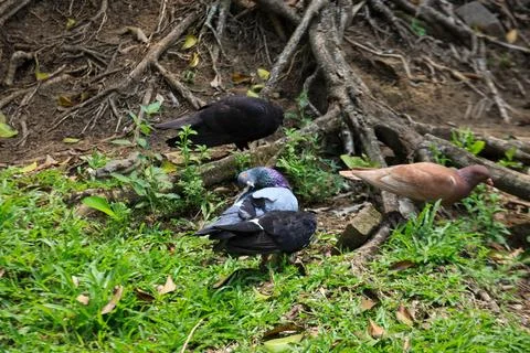 Pigeons on the grass in the park. Selective focus. Stock Photos