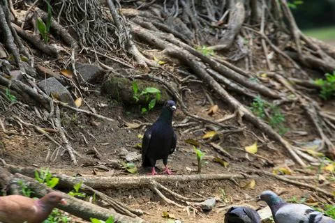 Pigeons on the grass in the park. Selective focus. Stock Photos