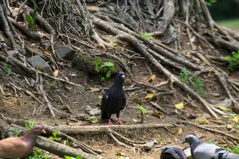 Pigeons on the grass in the park. Selective focus. Foto stock