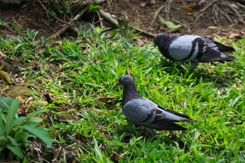 Pigeons on the grass in the park. Selective focus. Stock-Fotos