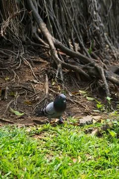 Pigeons on the grass in the park. Selective focus. Stock Photos