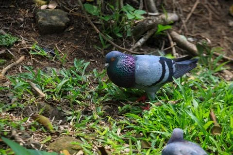 Pigeons on the grass in the park. Selective focus. Stock Photos