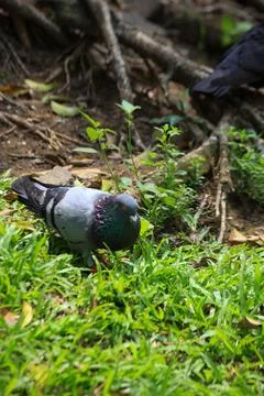 Pigeons on the grass in the park. Selective focus. Stock Photos
