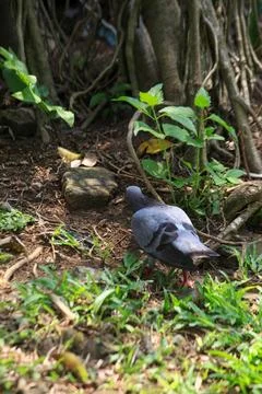 Pigeons on the grass in the park. Selective focus. Stock Photos