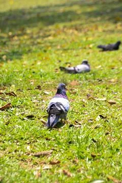 Pigeons on the grass in the park. Selective focus. Foto stock
