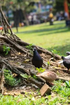 Pigeons on the grass in the park. Selective focus. Stock-Fotos