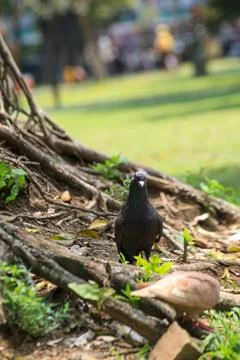 Pigeons on the grass in the park. Selective focus. Stock Photos