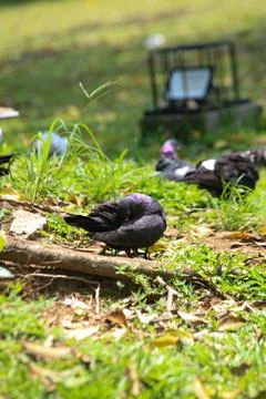 Pigeons on the grass in the park. Selective focus. Stock Photos