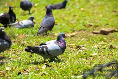 Pigeons on the grass in the park. Selective focus. Stock Photos