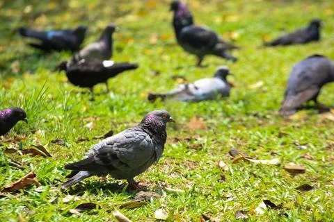 Pigeons on the grass in the park. Selective focus. Stock Photos
