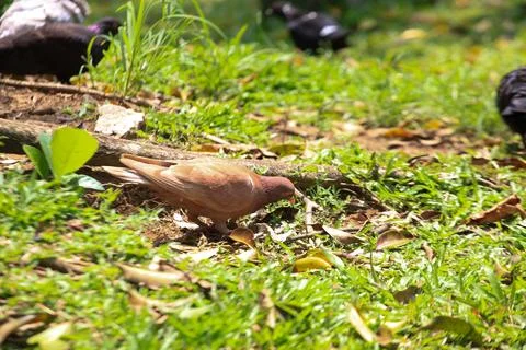 Pigeons on the grass in the park. Selective focus. Stock Photos