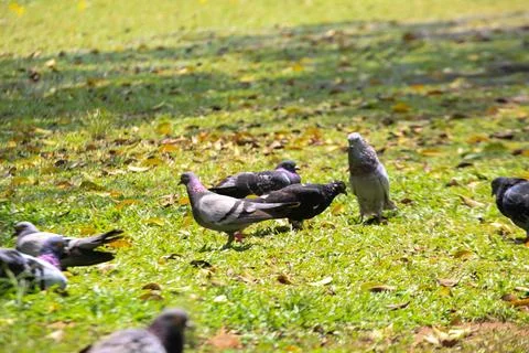 Pigeons on the grass in the park. Selective focus. Stock Photos