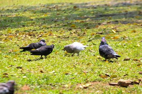 Pigeons on the grass in the park. Selective focus. Stock Photos