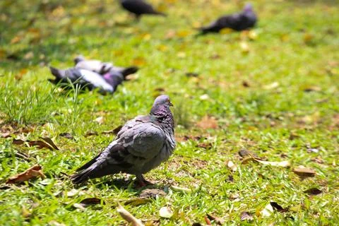 Pigeons on the grass in the park. Selective focus. Stock-Fotos