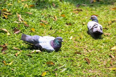 Pigeons on the grass in the park. Selective focus. Stock Photos