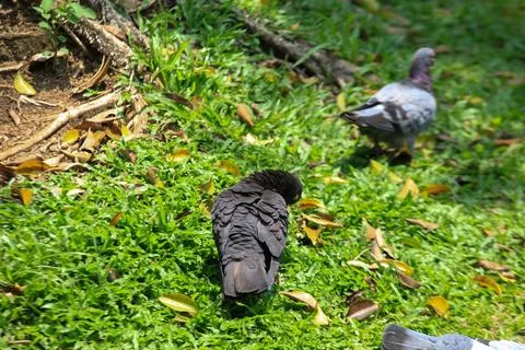 Pigeons on the grass in the park. Selective focus. Stock Photos
