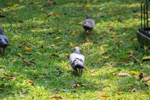 Pigeons on the grass in the park. Selective focus. Stock Photos