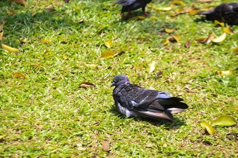 Pigeons on the grass in the park. Selective focus. Stock Photos
