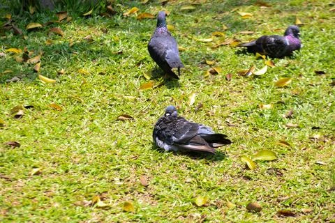 Pigeons on the grass in the park. Selective focus. Stock Photos