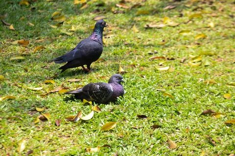 Pigeons on the grass in the park. Selective focus. Stock Photos