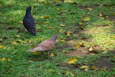 Pigeons on the grass in the park. Selective focus. Stock Photos