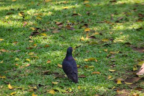 Pigeons on the grass in the park. Selective focus. Stock Photos