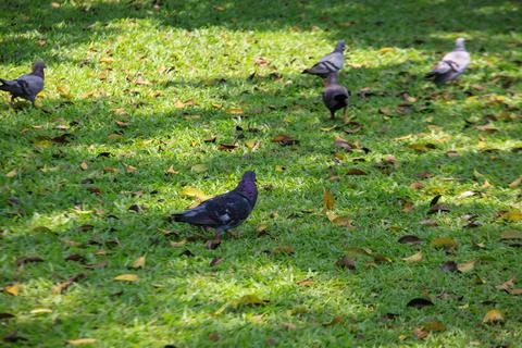Pigeons on the grass in the park. Selective focus. Stock Photos