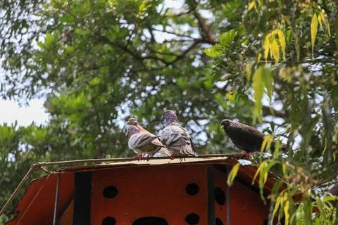 Pigeons on the grass in the park. Selective focus. Stock Photos