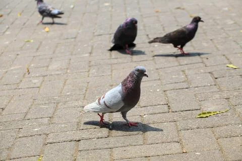 Pigeons on the grass in the park. Selective focus. Stock Photos