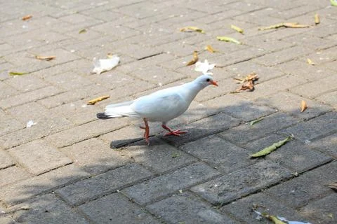 Pigeons on the grass in the park. Selective focus. Stock Photos