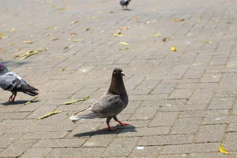 Pigeons on the grass in the park. Selective focus. Stock Photos