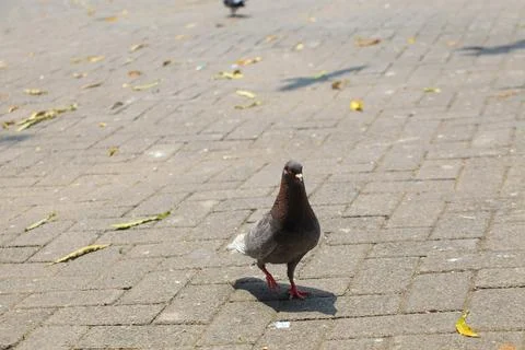 Pigeons on the grass in the park. Selective focus. Stock Photos