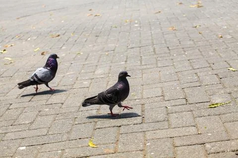 Pigeons on the grass in the park. Selective focus. Foto stock