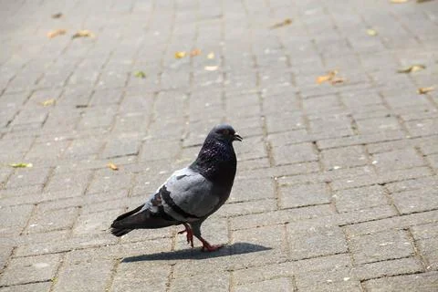 Pigeons on the grass in the park. Selective focus. Stock Photos