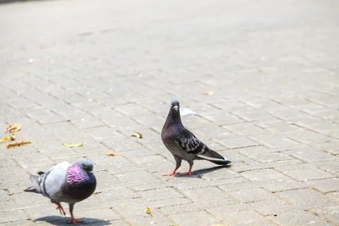 Pigeons on the grass in the park. Selective focus. Stock Photos
