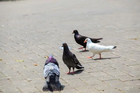 Pigeons on the grass in the park. Selective focus. Stock Photos