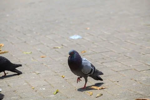 Pigeons on the grass in the park. Selective focus. Stock Photos