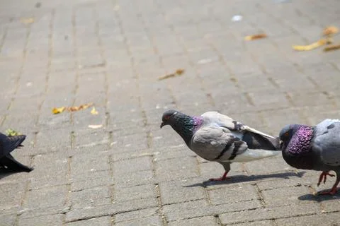 Pigeons on the grass in the park. Selective focus. Stock Photos