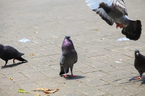 Pigeons on the grass in the park. Selective focus. Stock Photos