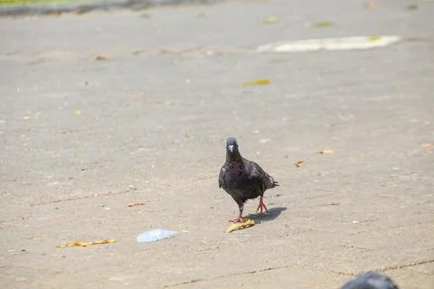Pigeons on the grass in the park. Selective focus. Stock Photos