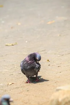 Pigeons on the grass in the park. Selective focus. Stock Photos