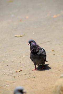 Pigeons on the grass in the park. Selective focus. Stock Photos