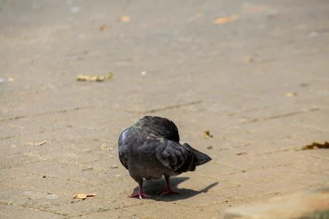 Pigeons on the grass in the park. Selective focus. Stock Photos