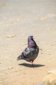Pigeons on the grass in the park. Selective focus. Stock Photos