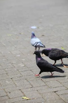 Pigeons on the grass in the park. Selective focus. Foto stock