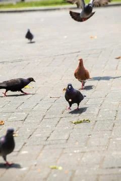 Pigeons on the grass in the park. Selective focus. Stock Photos