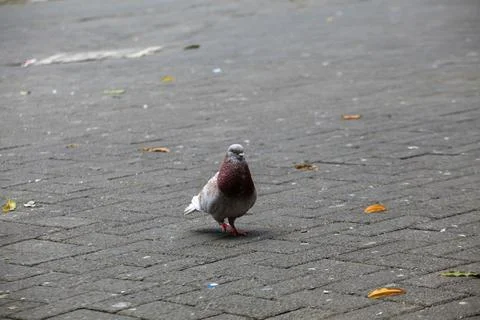 Pigeons on the grass in the park. Selective focus. Foto stock