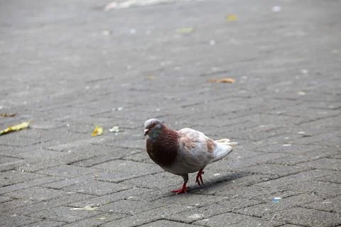 Pigeons on the grass in the park. Selective focus. Stock Photos